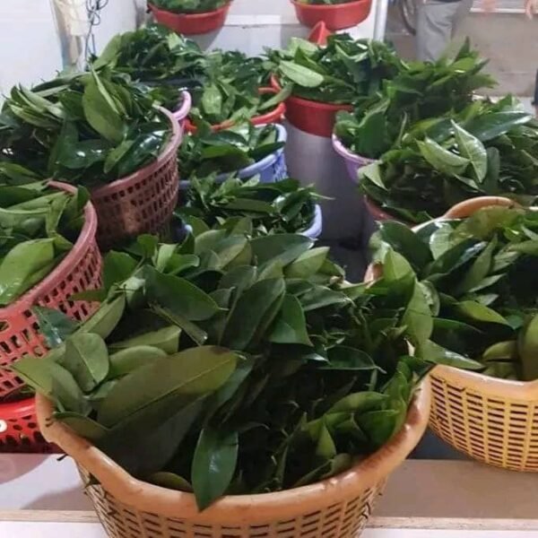 Fresh and frozen soursop leaves