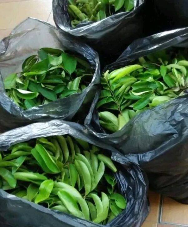 Fresh and frozen soursop leaves - Image 2